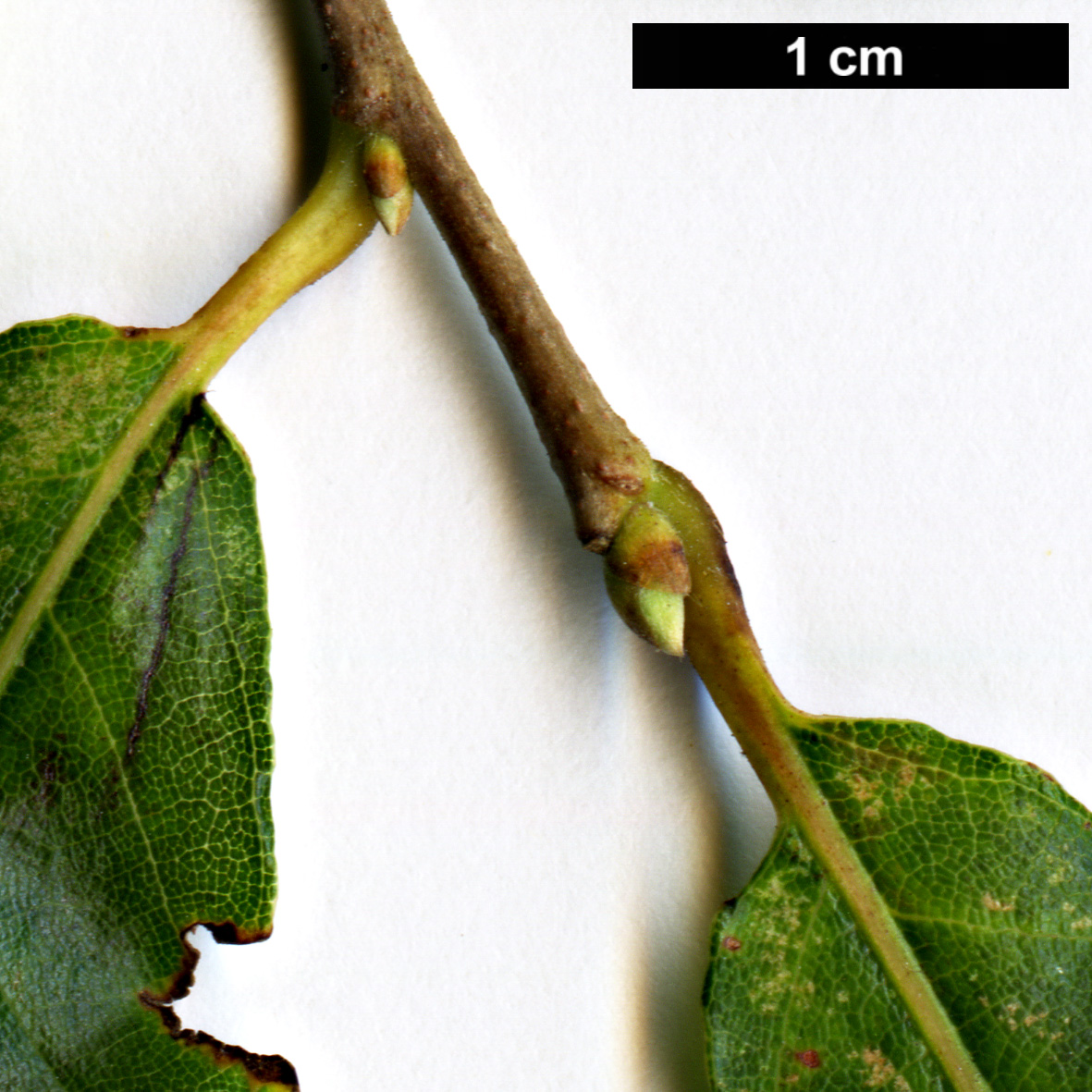 High resolution image: Family: Fagaceae - Genus: Castanea - Taxon: pumila - SpeciesSub: var. ashei